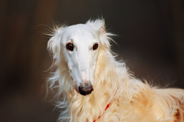 Dog Russian Borzoi Wolfhound Head , Outdoors Spring Autumn Time 