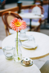 Flower Gerbera Daisy In Bottle Vase Stand On Table Cafe Outdoor