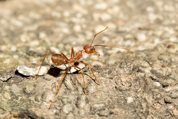 Red ant.