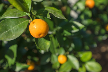 orange orchards