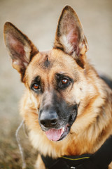 German Shepherd Dog Close Up 