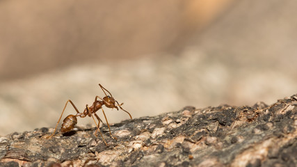 Red ant.