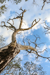 Dry tree on cloudy and blue sky