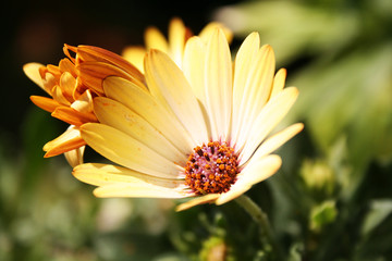 Blume