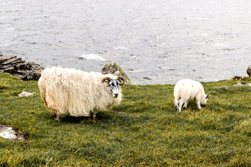 SHEEP AND LAMB