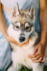 Little Girl And Her Dog Husky In Summer Park