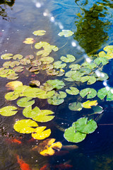 Lily pads with splashing water, lake