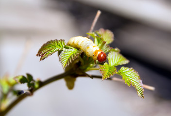 Caterpillar on green leaves of raspberry
