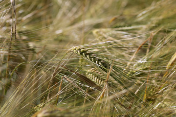 barley field in summer