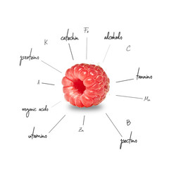 The chemical composition of raspberry