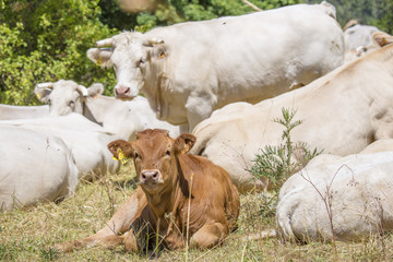 Vaches et veaux bio