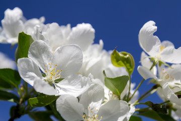 Flowers of apple against the blue sky, macro