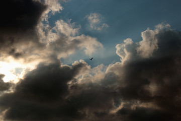 Naklejka na ściany i meble Seagull in the sky