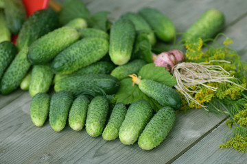 fresh crop of cucumbers