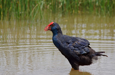 purple swamphen - [Porphyrio porphyrio]