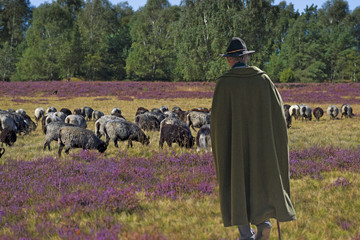 Schäfer mit Herde