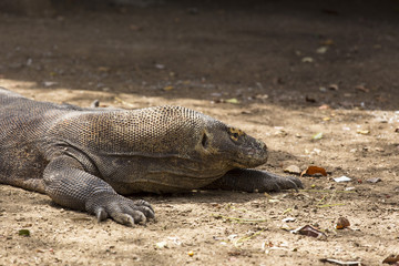 Komodo dragon