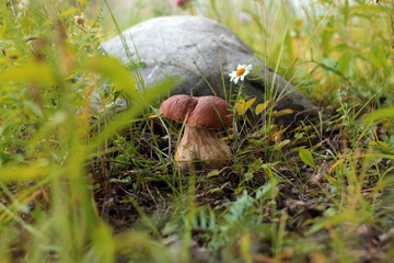 collect porcini mushrooms in nature