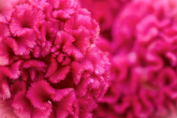 pink cockscomb flower