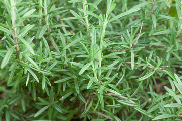 Fresh garden rosemary