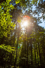 Obraz premium Wald im Gegenlicht