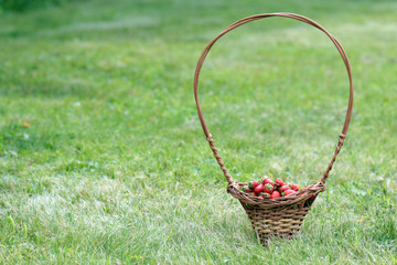 Strawberry in a basket on nature