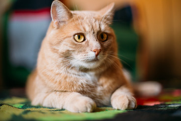 Fototapeta na wymiar Peaceful Red Cat Male Kitten Lays On Carpet On Floor At Home