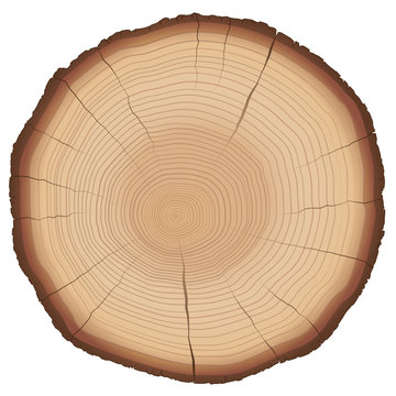 Illustration of annual rings on a wood slice. Isolated vector on white background.