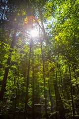 Fototapeta na wymiar Wald im Gegenlicht