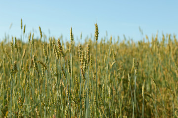 Field of wheat