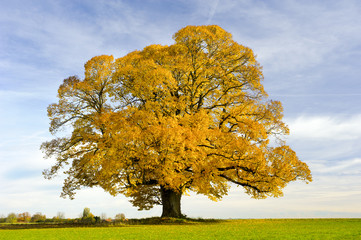 Alte große Linde als Einzelbaum im Herbst in Bayern