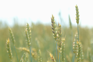 Field of wheat