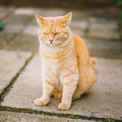 Fototapeta na wymiar Red Cat Sitting On Concrete Floor