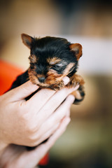 Small Cute Yorkshire Terrier Dog Puppy
