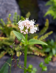 Flowers valerian capitatum