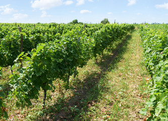 Fototapeta na wymiar rows of vineyard immature summer day