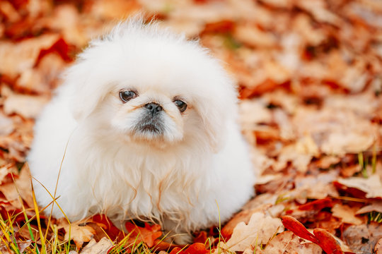 White Pekingese Pekinese Peke Whelp Puppy Dog