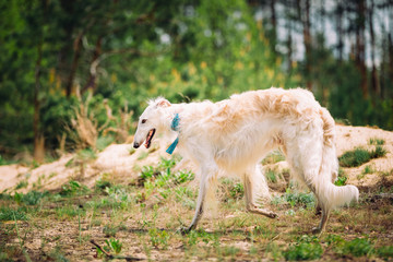 Fototapeta na wymiar White Russian Wolfhound Dog, Borzoi, Russian Hunting, Sighthound
