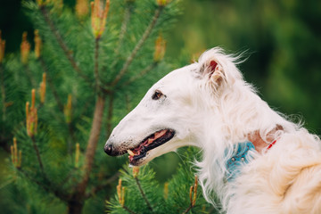 Obraz na płótnie Canvas White Russian Wolfhound Dog, Borzoi, Russian Hunting, Sighthound