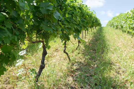 unripe grapes in  vineyard summer day