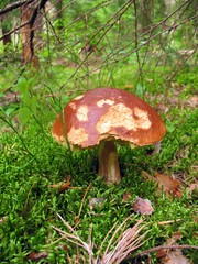 boletus,mushroom