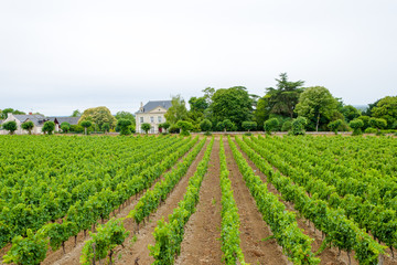 Fototapeta na wymiar vineyard with grapes in the Loire Valley France