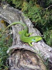 green lizard
