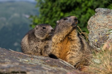 Swiss beauty, marmots under Matterhorn
