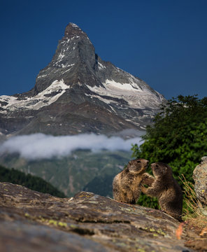 Swiss beauty, frolicing young marmots under Matterhorn