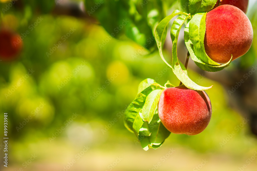 Wall mural Peaches on the tree