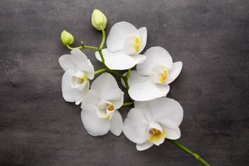 Tissu par mètre Orchidée Orchidée blanche sur fond gris.