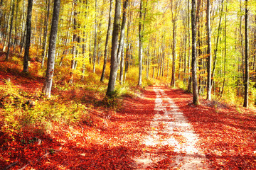 Autumn season color forest trees with colored sunny leaves on forest floor and road. Yellow, red...