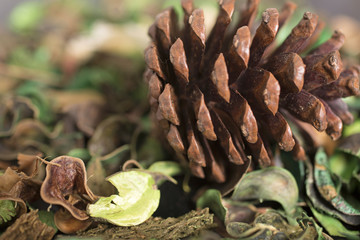 Pot Pourri background with detail on the dried leaves and large pine cone