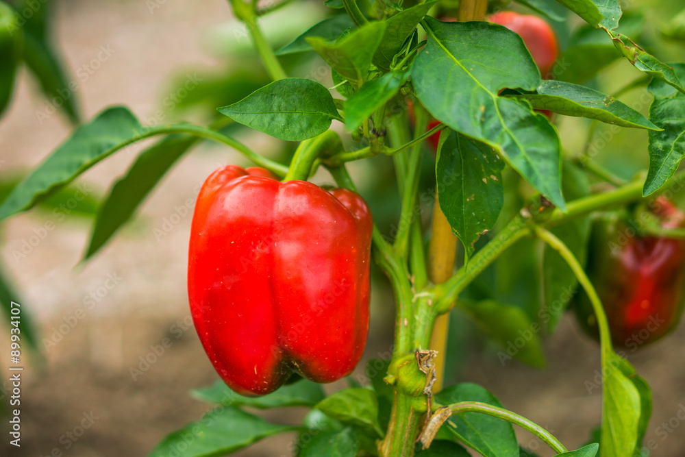 Canvas Prints Sweet peppers on the vine